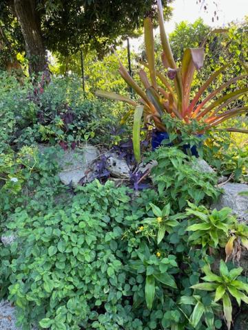 Jardin Des Anges-Bungalows Creoles Et Studio Le Moule Zewnętrze zdjęcie